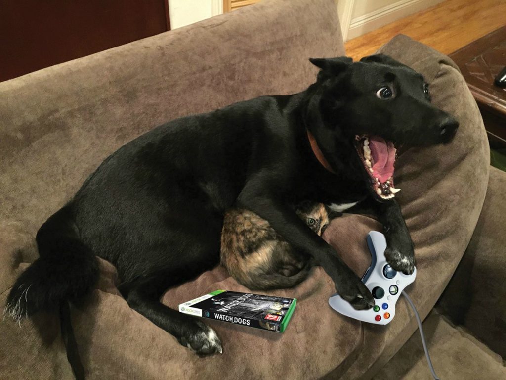 Dogs in videogames